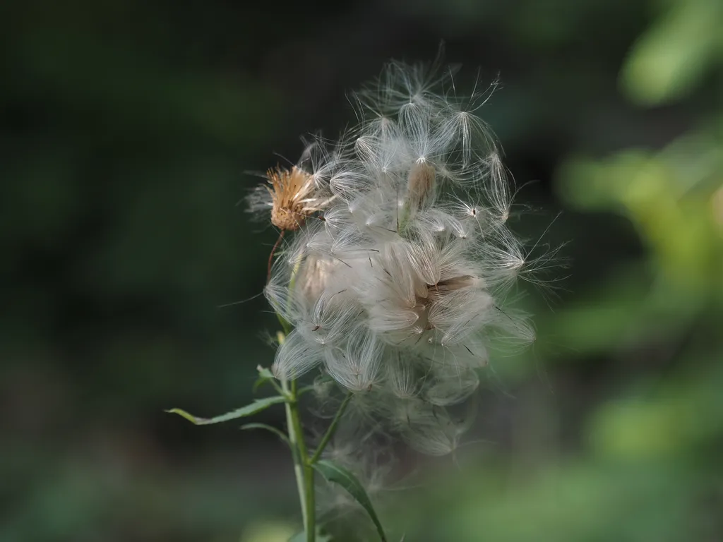 white fluffy seeds bursting from a plant