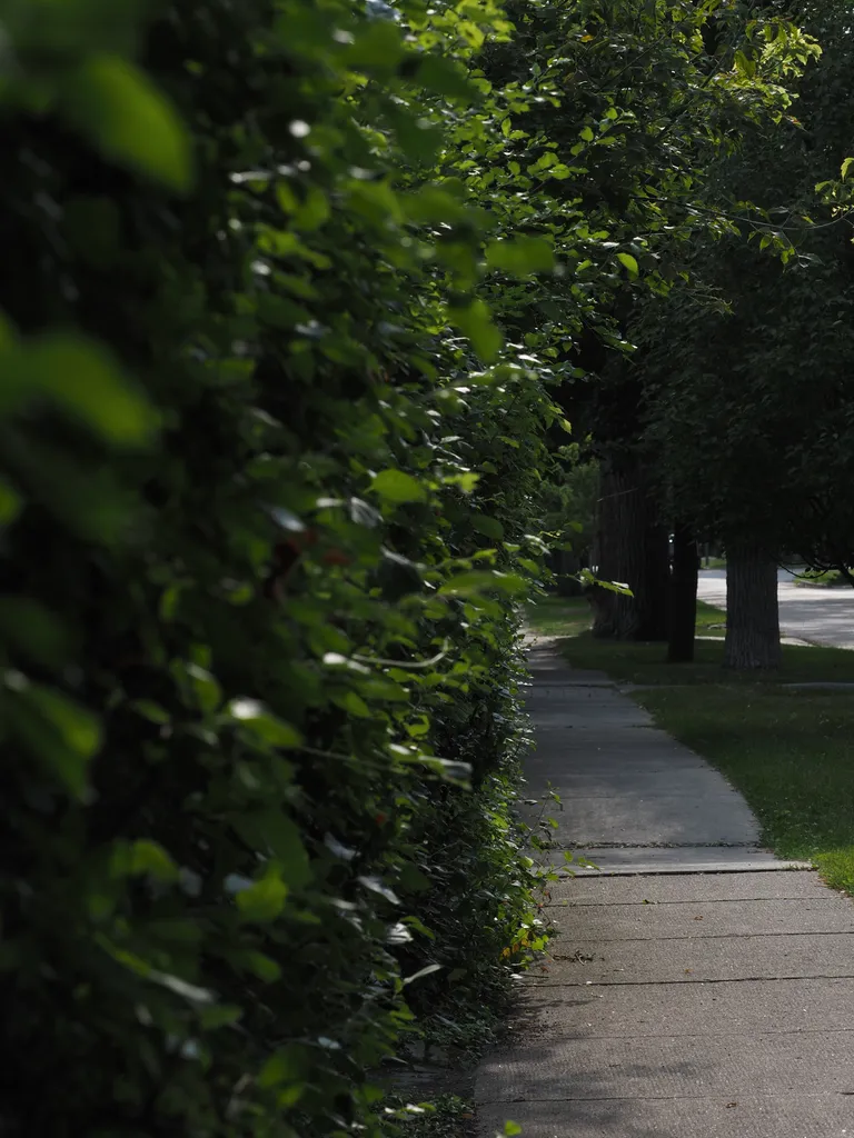 a tall shrub along the sidewalk