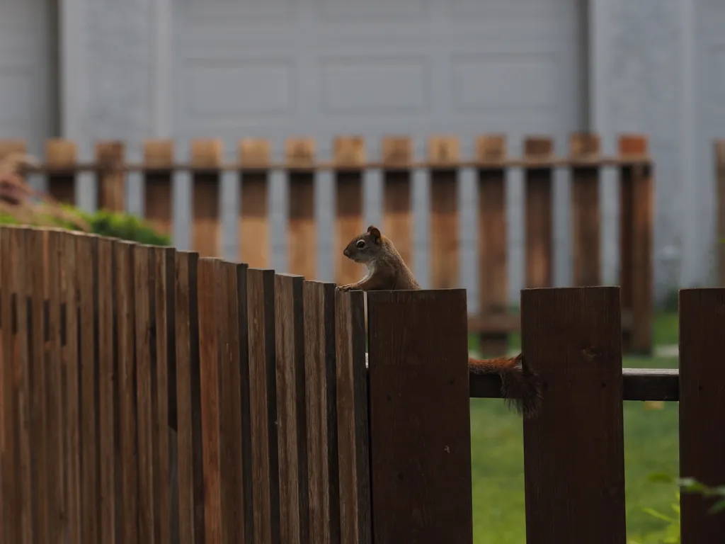 a squirrel standing on a fence