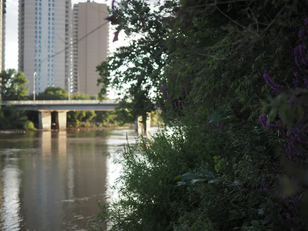 purple plants growing along a river