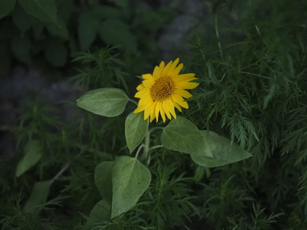 a small sunflower