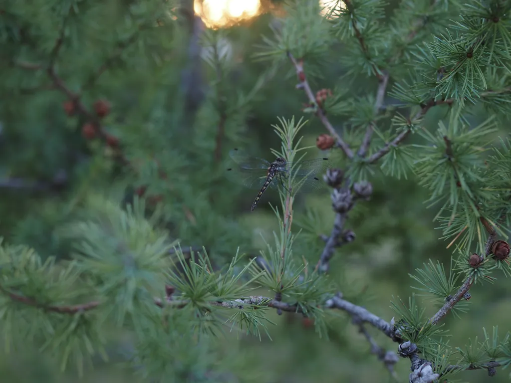 a dragonfly on a tree