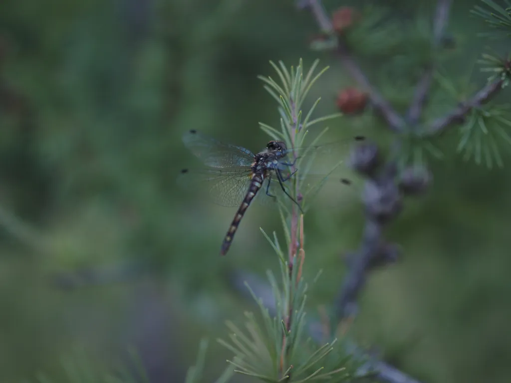 a dragonfly on a tree