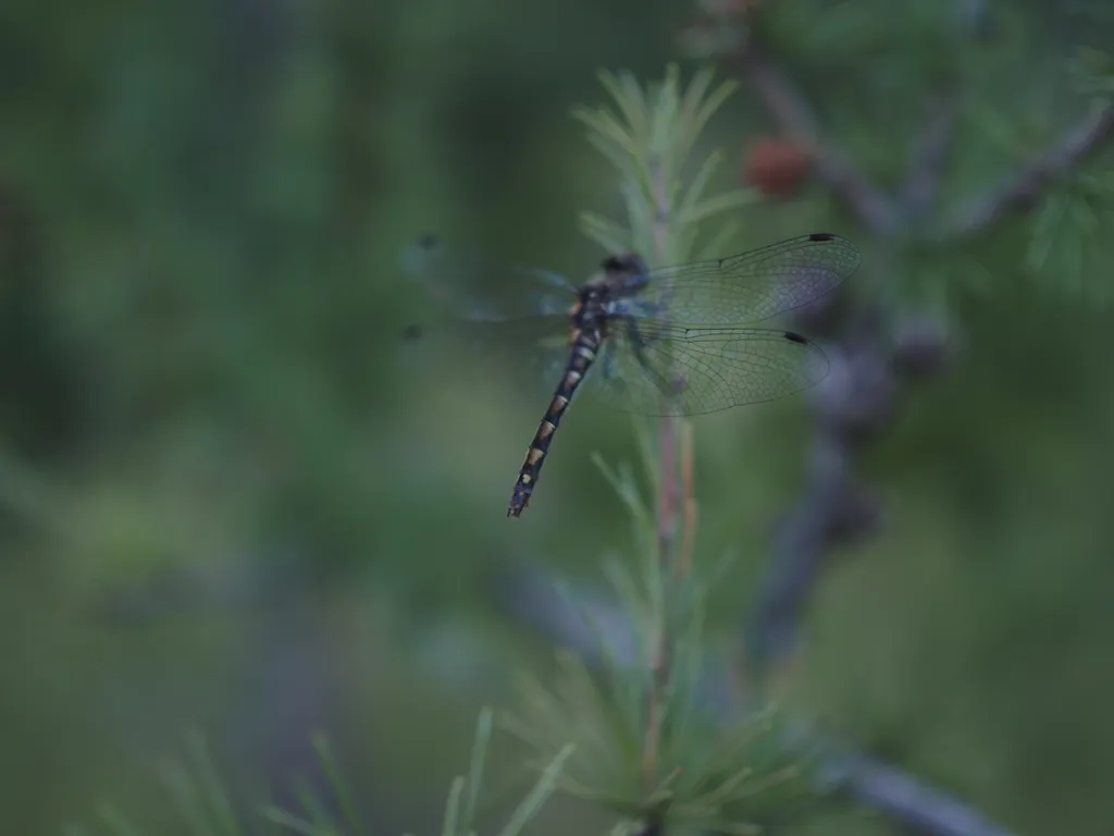 a dragonfly on a tree