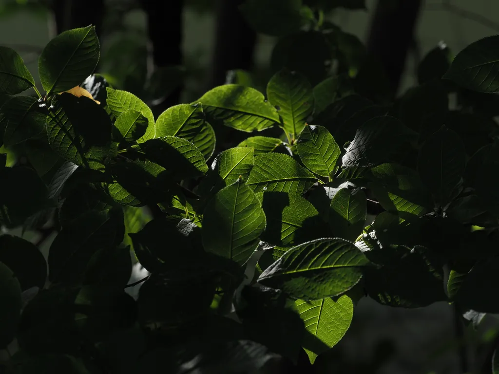 leaves backlit by the sun