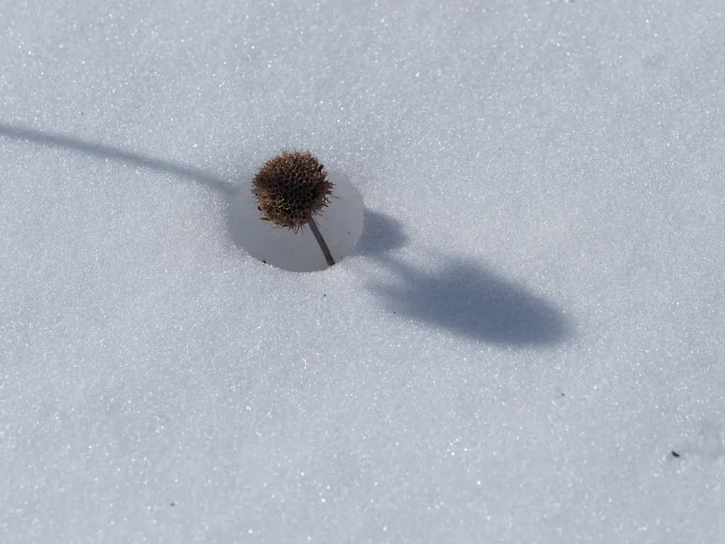 the husk of a coneflower, visible through a circular hole in snow, and under the shadow of a taller flower husk