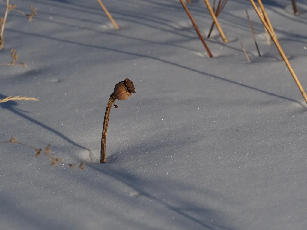 the stem of a dead poppy emerging from the snow