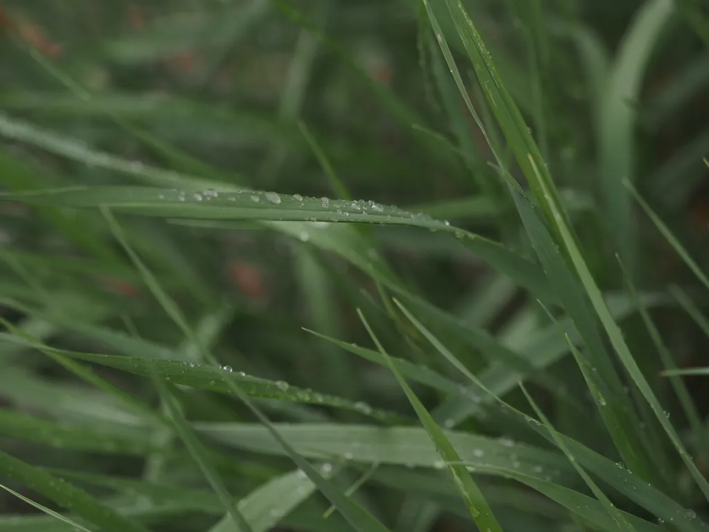 water droplets on blades of grass after a rain