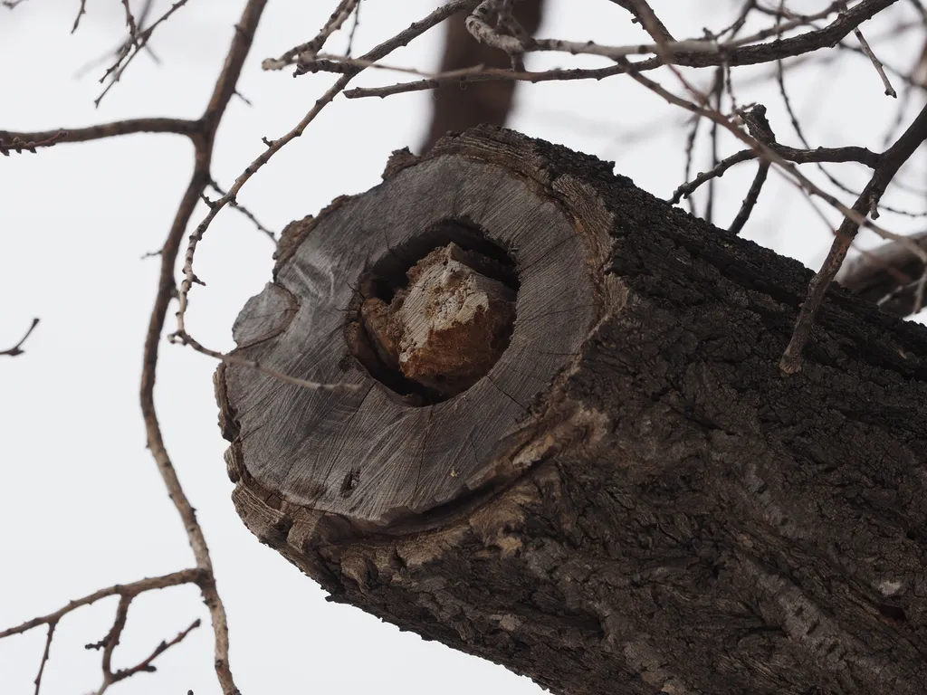 a think branch of a tree that has been sawn off. In the center of the branch is a hollow with a smaller branch inside