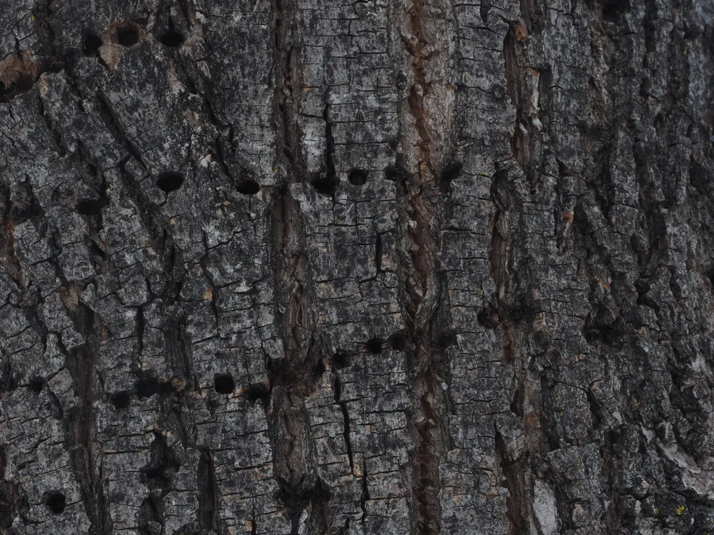 circular holes in a tree trunk where a woodpecker has searched for bugs