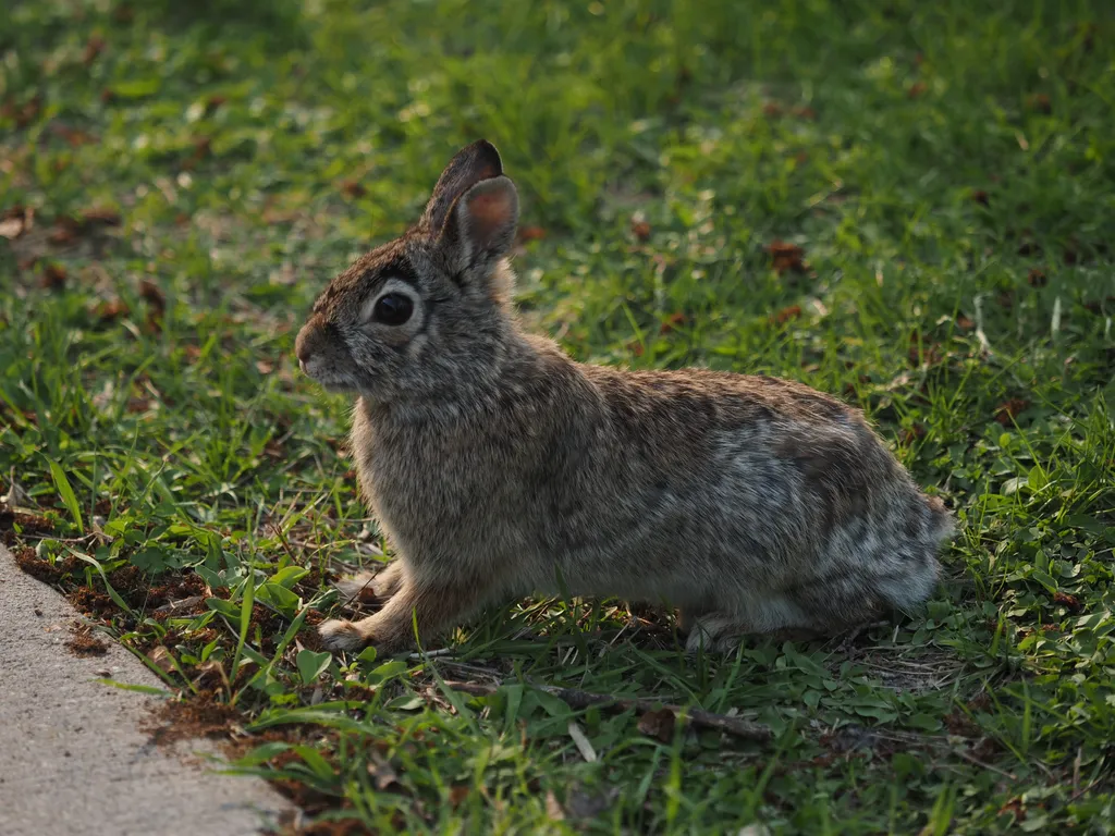 a small rabbit standing with their ears up and ready to bolt beside a sidewalk