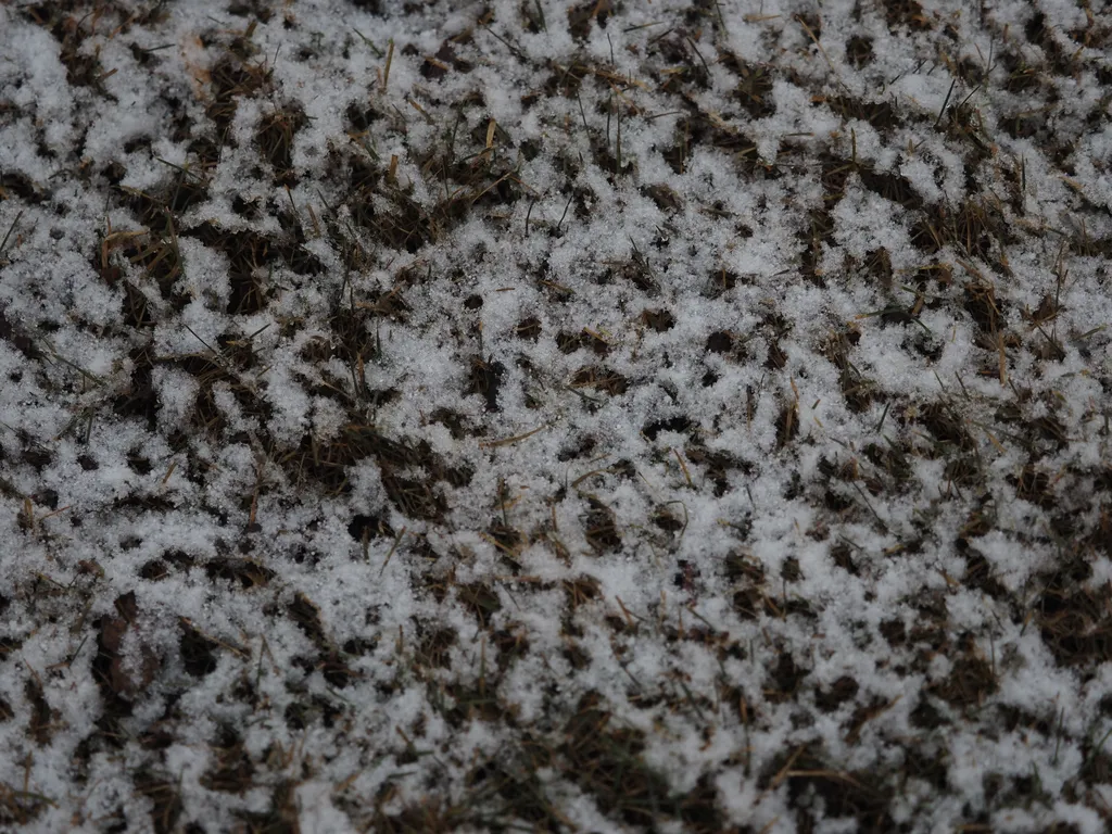 a thin layer of fluffy snow covering a grass lawn