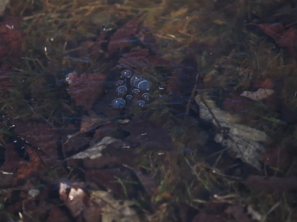 bubbles caught under a thin sheet of ice over a puddle