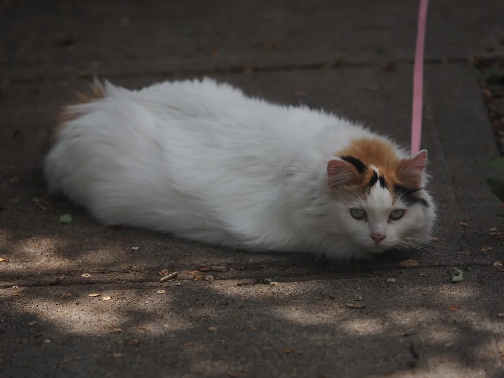 a white cat with an orange and black head sitting on a sidewalk at the end of a leash