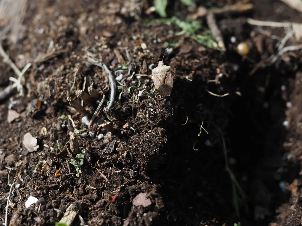 a brown stink bug (possibly a spined soldier) standing on dirt