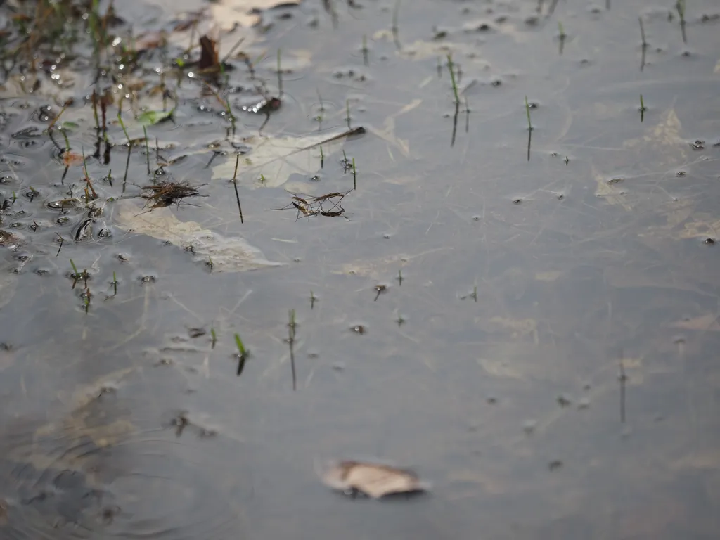 pond skimmers on a shallow puddle on. a field of grass and fallen leaves