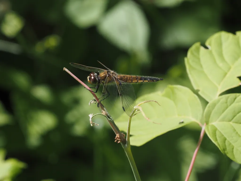 a golden dragonfly with a wide abdomen (tail) perched on the tip of a plant