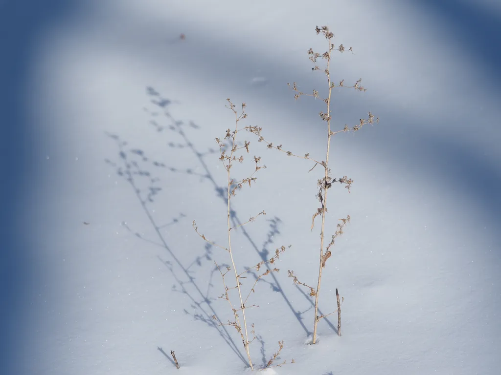 plants sticking out of the snow and casting a shadow down on it