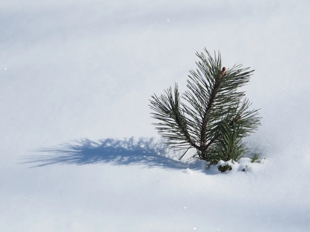 a small pine branch sticking out of fresh snow