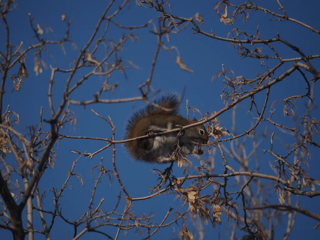 a squirrel balanced on thin branches