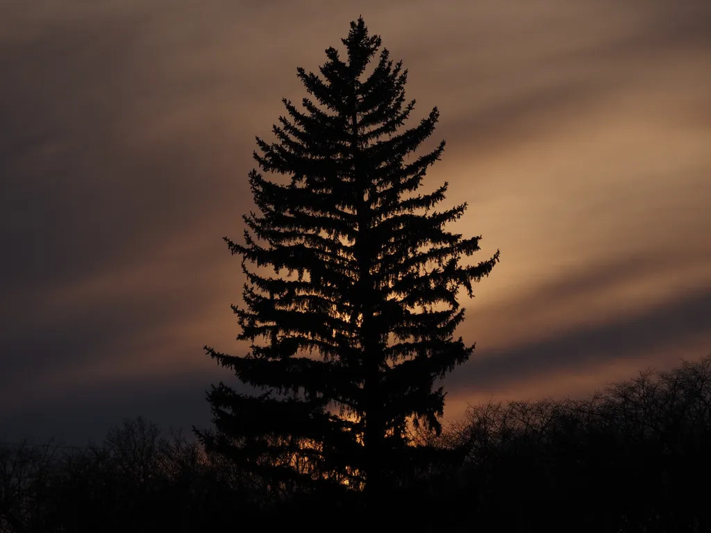 a tall pine tree viewed against a purple and orange sky