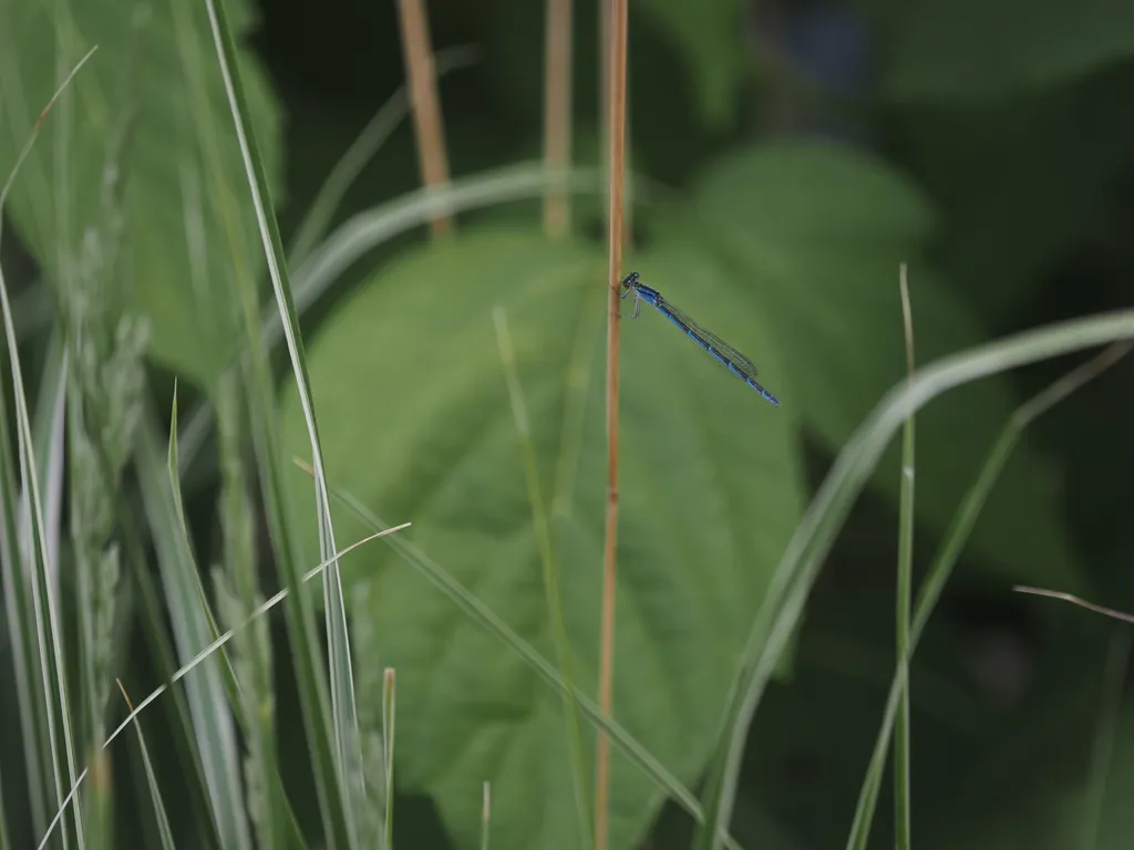 a black and blue damselfly perched on the thick stem of a plot