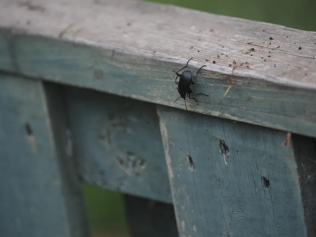 a large black beetle on a fence