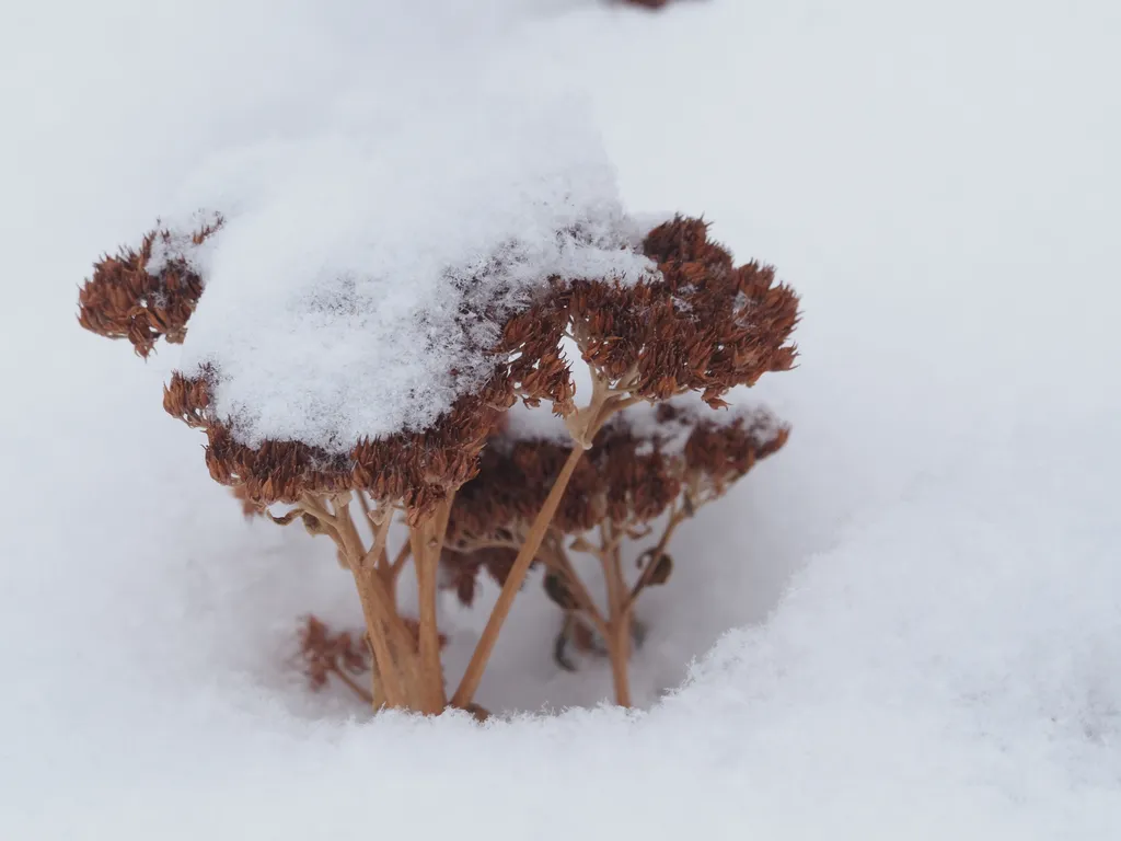 a dead plant sticking out of the snow but with fresh snow on top of it