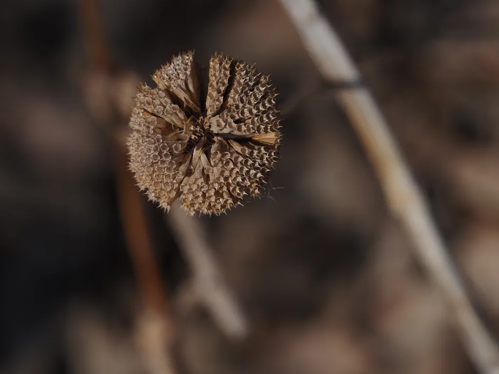 the cracked remains of a dead flower