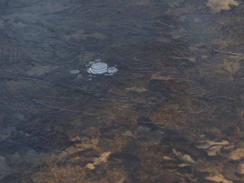 bubbles trapped under thin textured ice in a puddle in a field