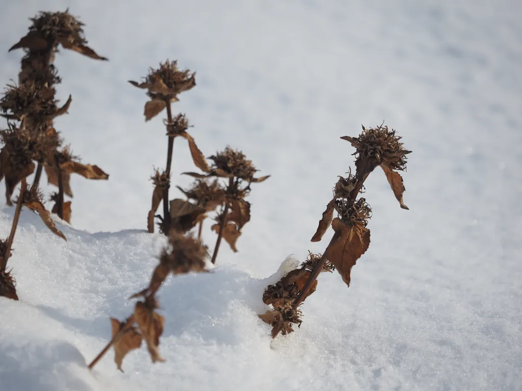 dead flowers sticking out of snow