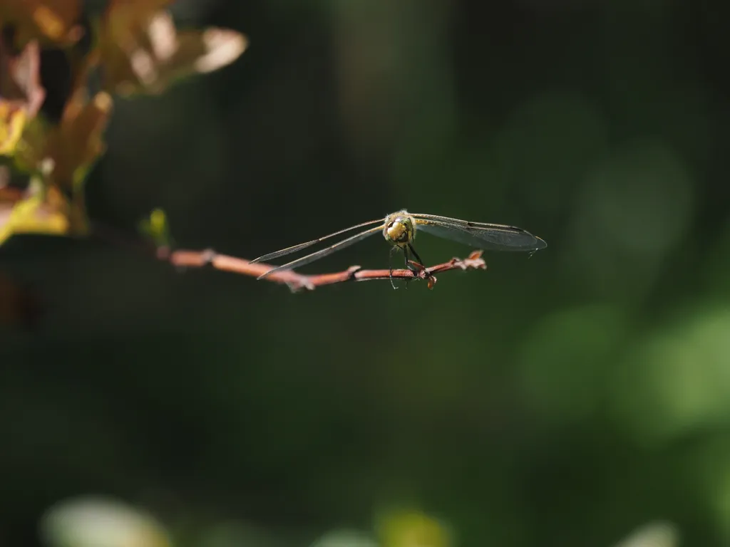 a dragonfly cocking their head as they pose on a branch