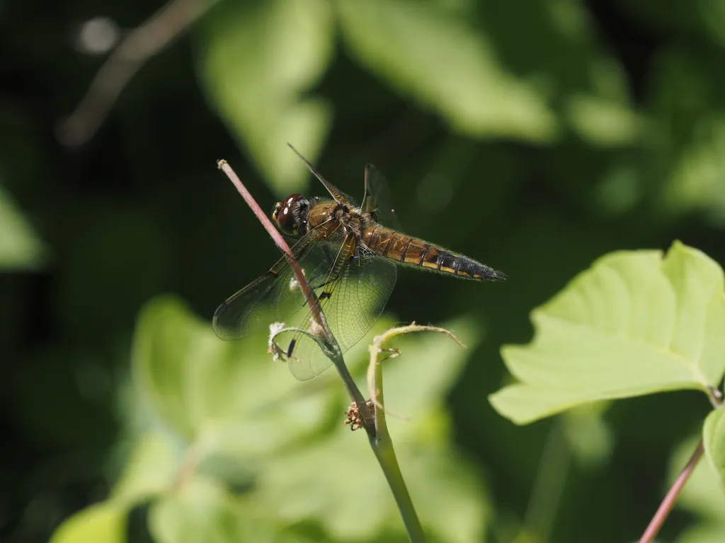 a dragonfly on a branch