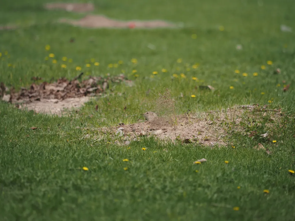 a prarie dog kicking up dirt as they clean an entrance to their hole