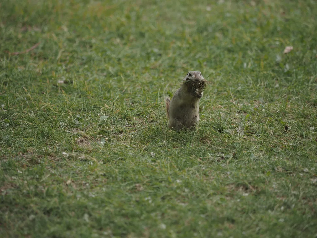 A prairie dog on hind legs with a big mouthful of grass