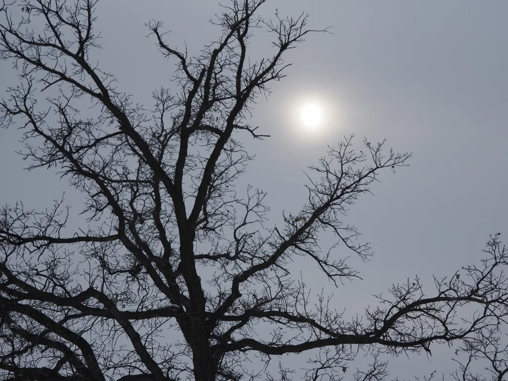 the sun hidden behind some clouds and behind a bare tree with many tiny branches coming off each bough