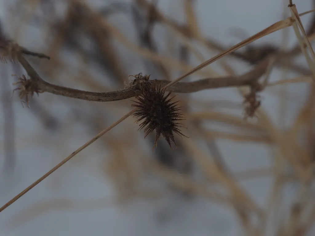 a pointy bur on a branch