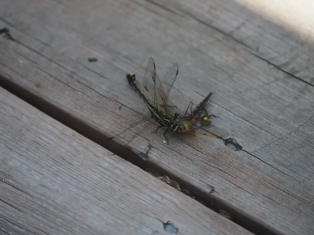 a dragonfly eating another dragonfly