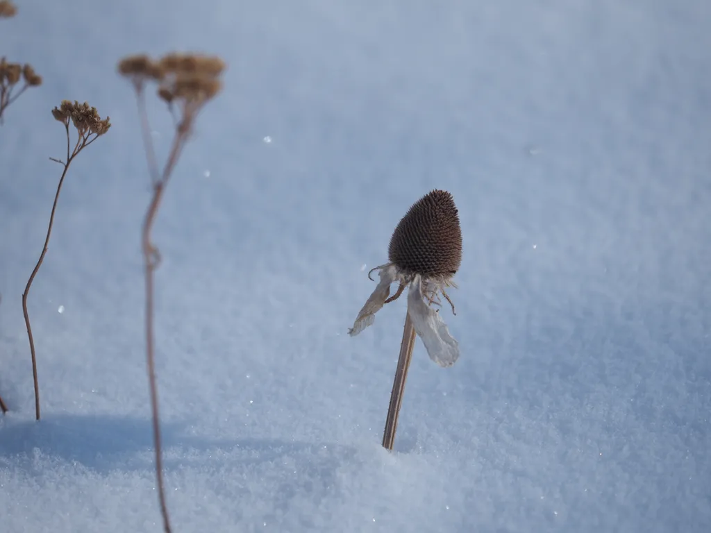 The cone of a coneflower sticking out of the snow