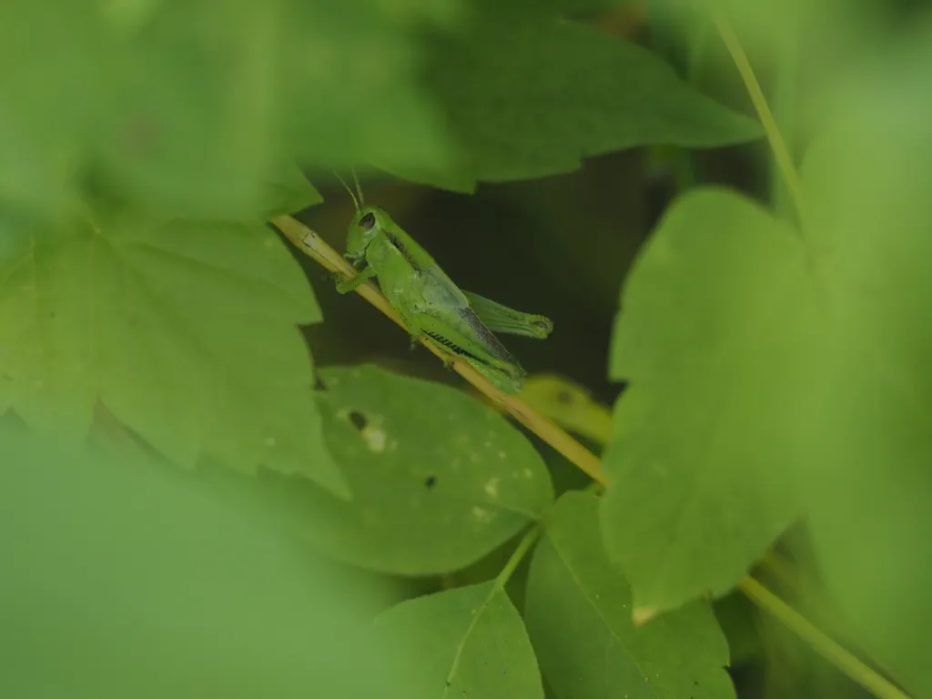 a young grasshopper blending into leaves