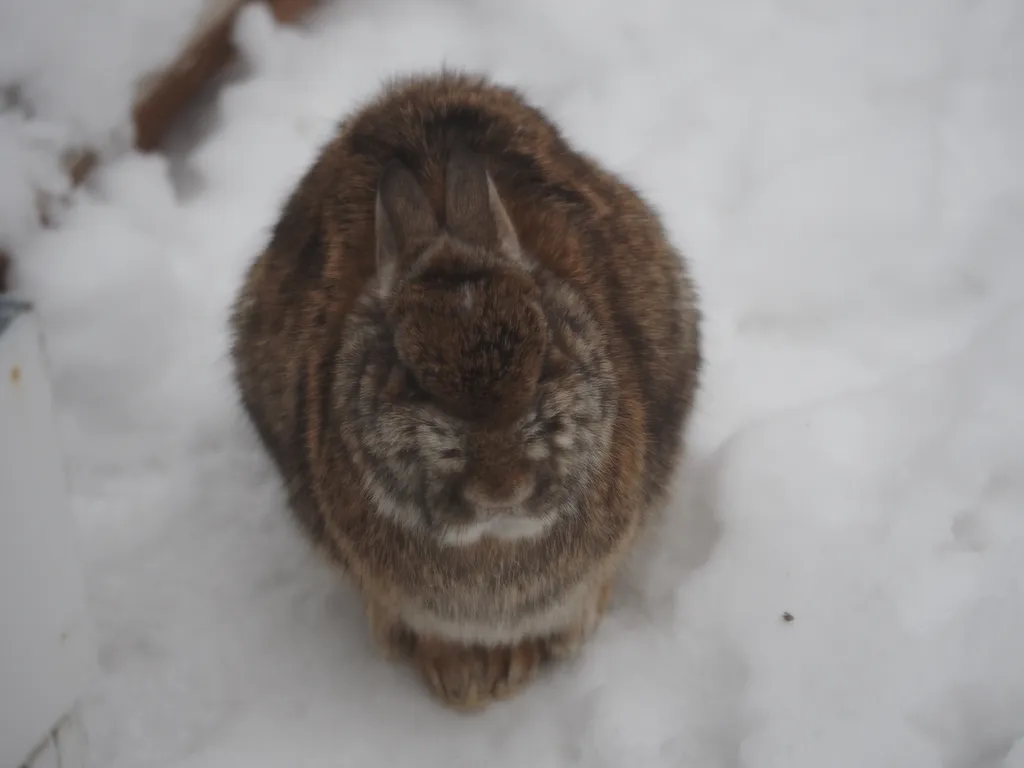 a rabbit sitting in snow