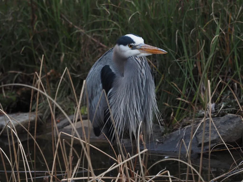 a blue heron standing in a shallow pond