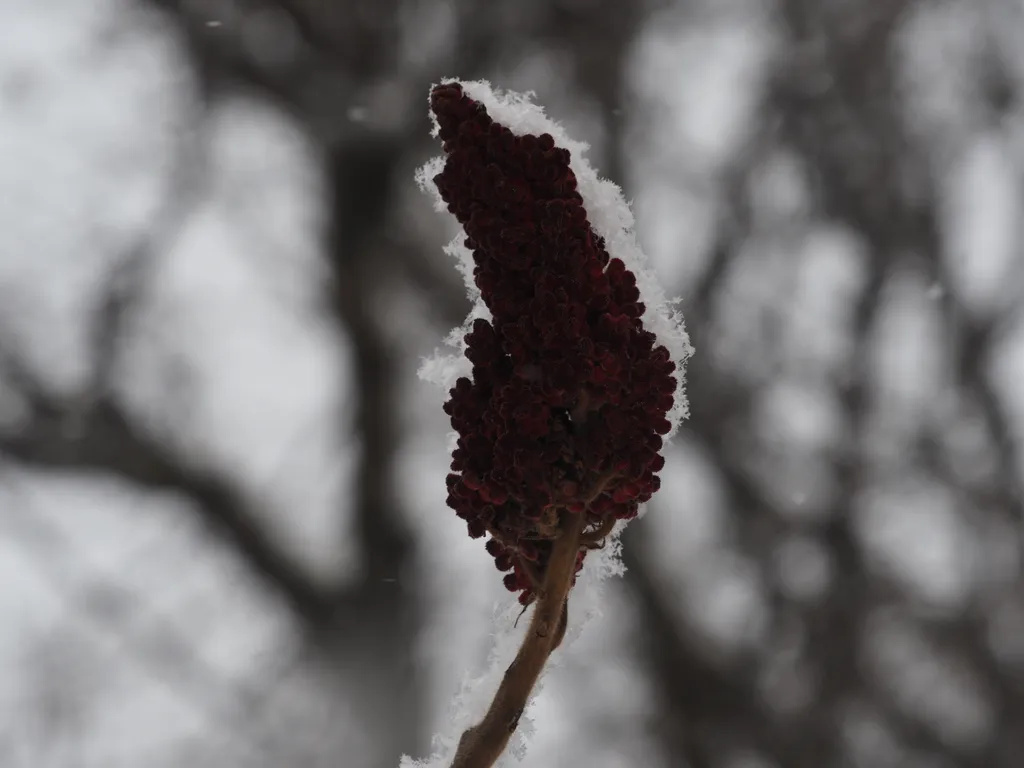 light powdery snow on a branch of a bush