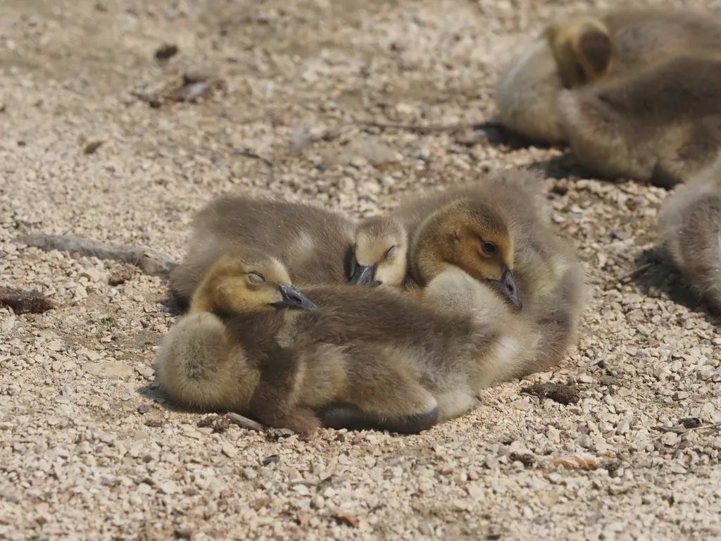 goslings napping on gravel