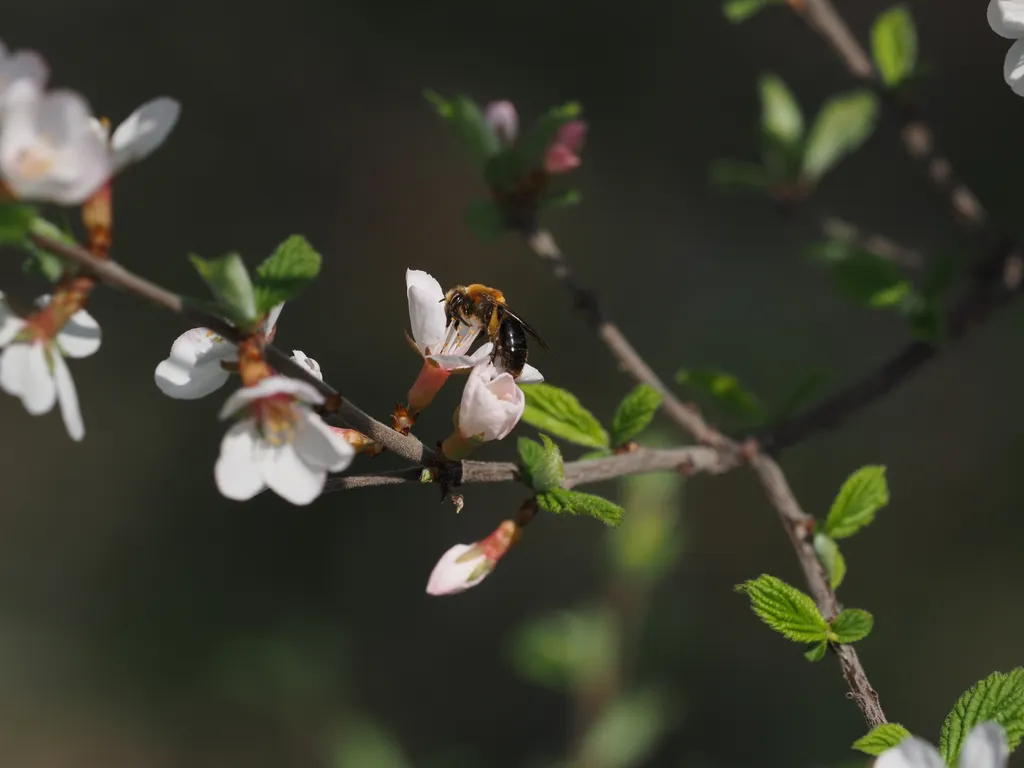 a bee exploring a white flower on a tree branch