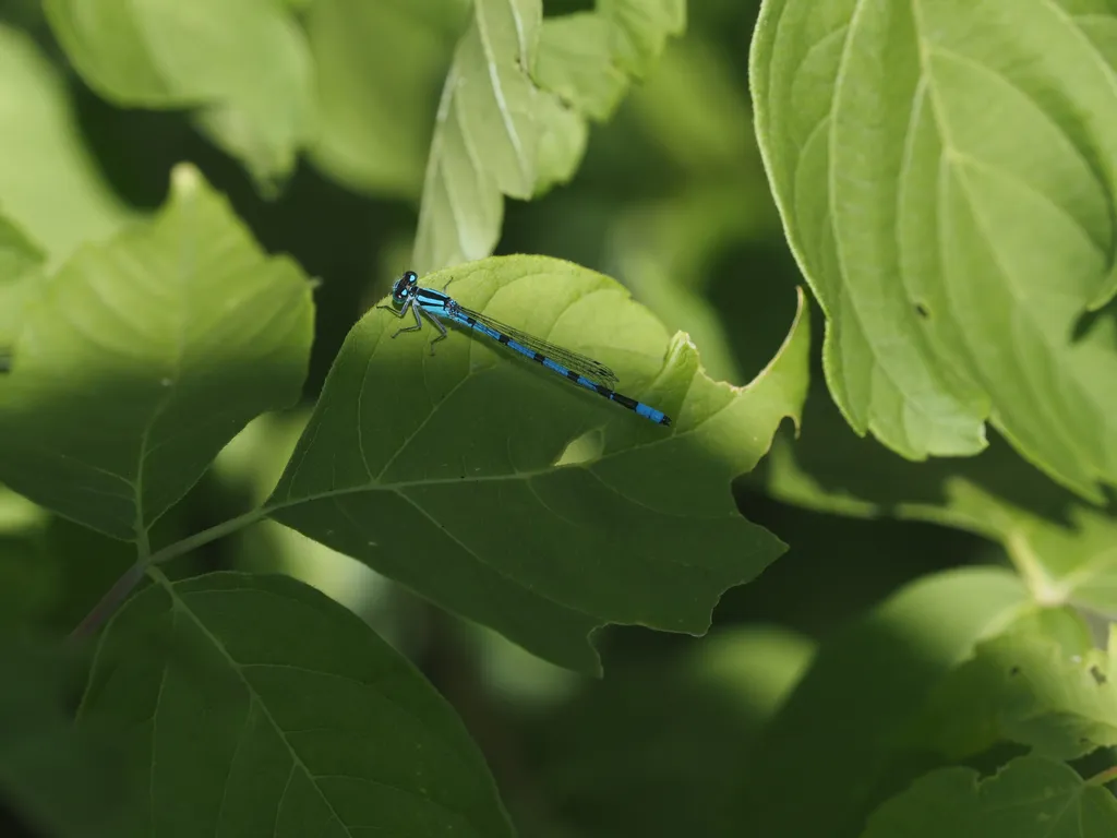 a blue damselfly on a leaf