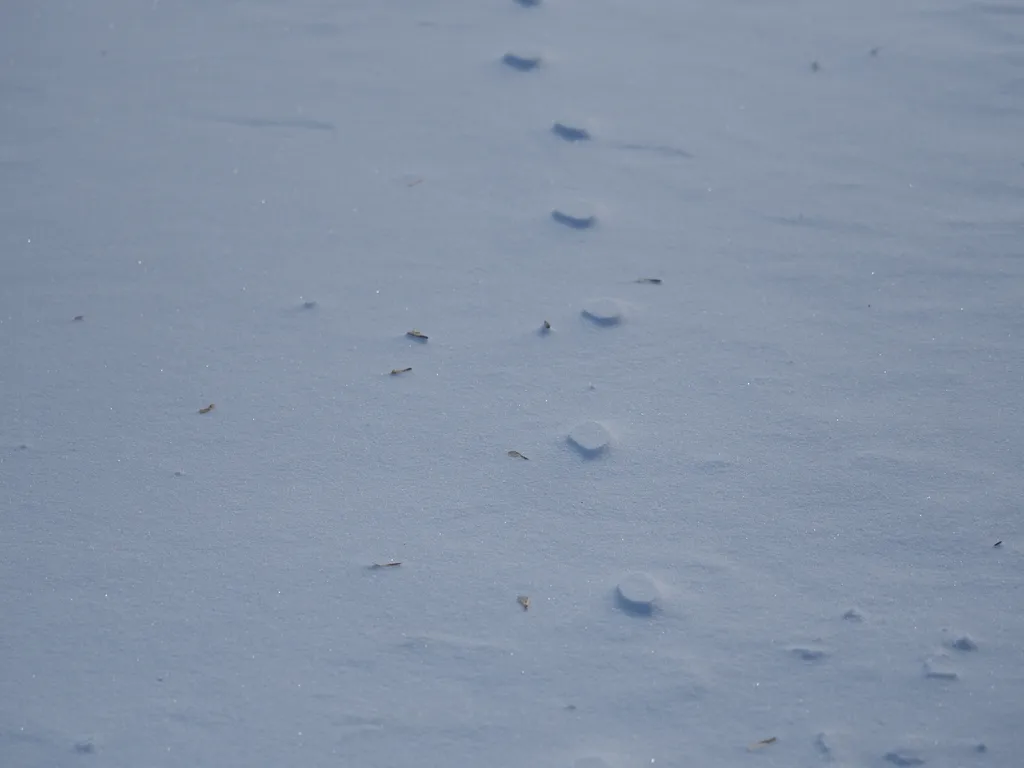 snow on a frozen river  with tiny mesas where a walking stick compacted the snow