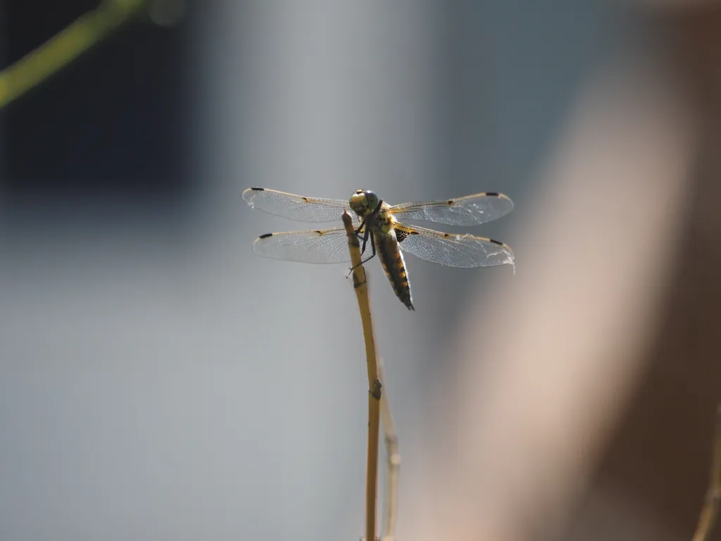 a dragonfly on a branch