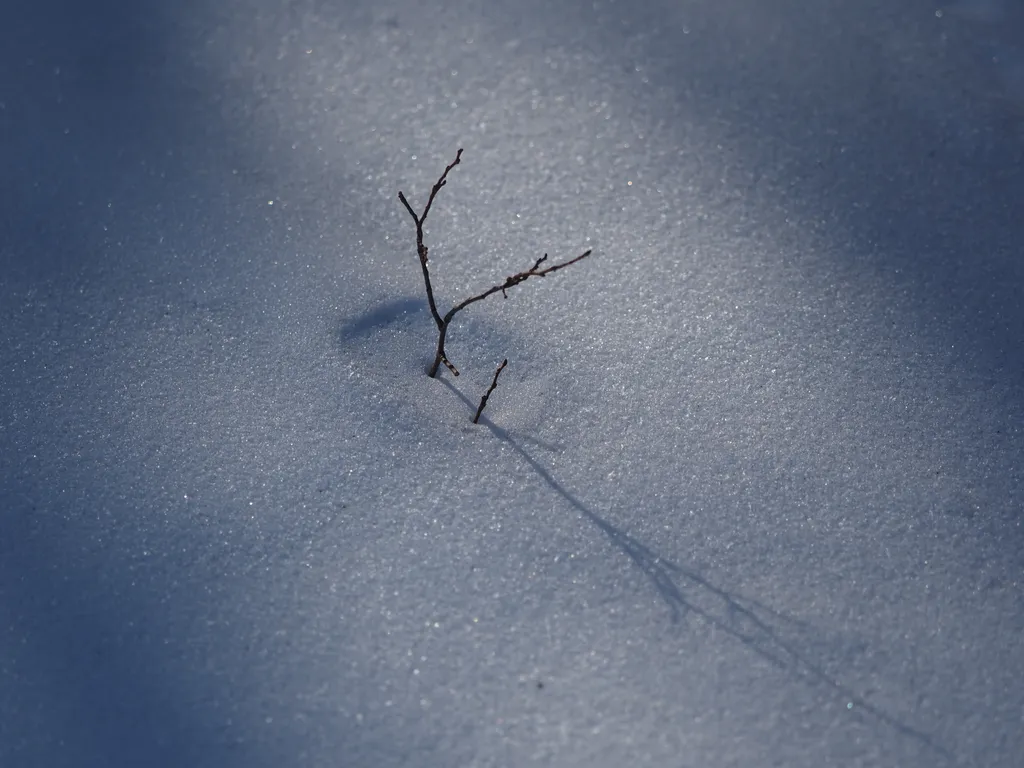 the stem of a small plant sticks out of the snow, casting a shadow on it