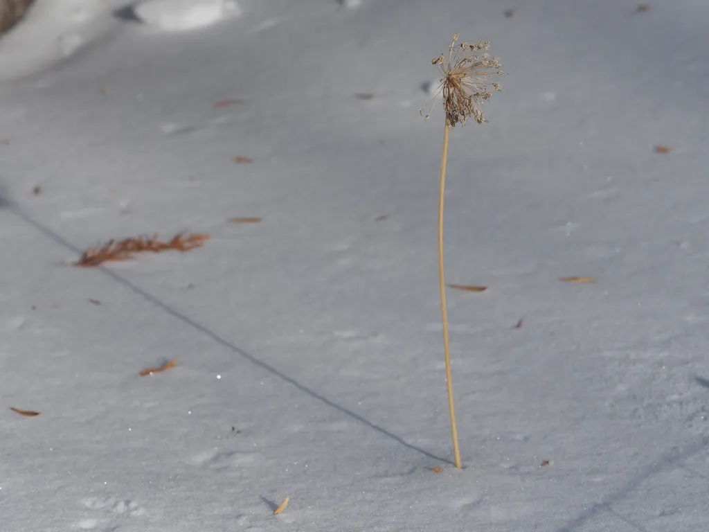 a dead flower (a stem with many florets sticking out in all directions) casting a shadow onto snow